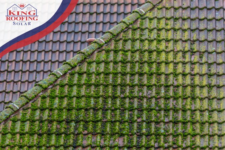 Mabank Roofing: Preventing Mold and Algae Growth Amid Humid August Months