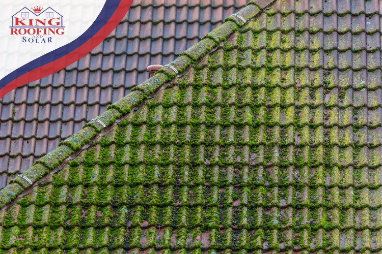 Mabank Roofing: Preventing Mold and Algae Growth Amid Humid August Months